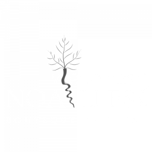 Vignobles NOAILLES